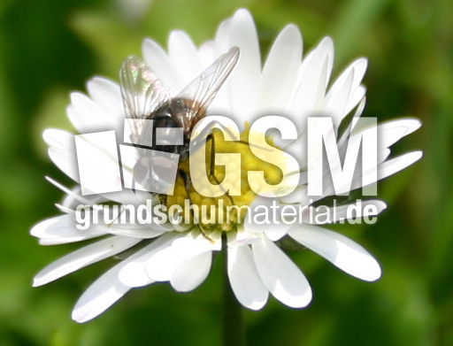 Gaensebluemchen-Fliege-3.jpg